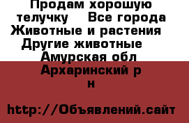 Продам хорошую телучку. - Все города Животные и растения » Другие животные   . Амурская обл.,Архаринский р-н